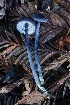  ( - FDS-CA-00768)  @11 [ ] by-nc (2024) Taye Bright Fungal Diversity Survey