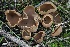  ( - FDS-CA-00755)  @11 [ ] by-nc (2024) Taye Bright Fungal Diversity Survey