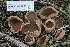  ( - FDS-CA-00755)  @11 [ ] by-nc (2024) Taye Bright Fungal Diversity Survey