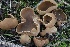  ( - FDS-CA-00755)  @11 [ ] by-nc (2024) Taye Bright Fungal Diversity Survey
