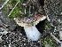  ( - FDS-CA-00340)  @11 [ ] by-nc (2024) Christian Schwarz Fungal Diversity Survey