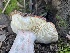 ( - FDS-CA-00340)  @11 [ ] by-nc (2024) Christian Schwarz Fungal Diversity Survey
