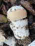  ( - FDS-CA-00597)  @11 [ ] by-nc (2024) Damon Tighe Fungal Diversity Survey