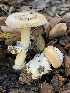  ( - FDS-CA-00597)  @11 [ ] by-nc (2024) Damon Tighe Fungal Diversity Survey