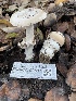  ( - FDS-CA-00597)  @11 [ ] by-nc (2024) Damon Tighe Fungal Diversity Survey