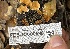  ( - FDS-CA-00596)  @11 [ ] by-nc (2024) Damon Tighe Fungal Diversity Survey