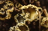  ( - FDS-CA-00596)  @11 [ ] by-nc (2024) Damon Tighe Fungal Diversity Survey
