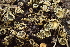  ( - FDS-CA-00596)  @11 [ ] by-nc (2024) Damon Tighe Fungal Diversity Survey