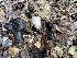  (Russula densifolia f. dilatoria - FDS-CA-00592)  @11 [ ] by-nc (2024) Damon Tighe Fungal Diversity Survey