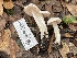  (Entoloma subochraceum - FDS-CA-00591)  @11 [ ] by-nc (2024) Damon Tighe Fungal Diversity Survey