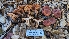  ( - FDS-CA-01737)  @11 [ ] c (2024) Michelle C. Torres-Grant Fungal Diversity Survey