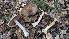  ( - FDS-CA-01745)  @11 [ ] c (2024) Michelle C. Torres-Grant Fungal Diversity Survey