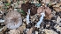  ( - FDS-CA-01745)  @11 [ ] c (2024) Michelle C. Torres-Grant Fungal Diversity Survey