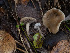  ( - FDS-CA-01307)  @11 [ ] by-nc (2024) Stu Pickell Fungal Diversity Survey