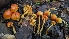  ( - FDS-CA-01753)  @11 [ ] c (2024) Michelle C. Torres-Grant Fungal Diversity Survey