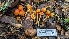 ( - FDS-CA-01753)  @11 [ ] c (2024) Michelle C. Torres-Grant Fungal Diversity Survey