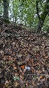  ( - FDS-CA-01753)  @11 [ ] c (2024) Michelle C. Torres-Grant Fungal Diversity Survey