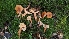  ( - FDS-CA-01755)  @11 [ ] c (2024) Michelle C. Torres-Grant Fungal Diversity Survey