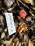  ( - FDS-CA-02000)  @11 [ ] by-nc (2024) Aaron Tupac Fungal Diversity Survey