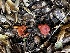  ( - FDS-CA-02000)  @11 [ ] by-nc (2024) Aaron Tupac Fungal Diversity Survey