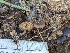  ( - FDS-CA-01381)  @11 [ ] by-nc (2024) Stu Pickell Fungal Diversity Survey