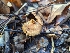  ( - FDS-CA-01394)  @11 [ ] by-nc (2024) Stu Pickell Fungal Diversity Survey