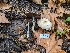  ( - FDS-CA-01396)  @11 [ ] by-nc (2024) Stu Pickell Fungal Diversity Survey