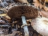 ( - FDS-CA-01396)  @11 [ ] by-nc (2024) Stu Pickell Fungal Diversity Survey