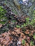  ( - FDS-CA-01396)  @11 [ ] by-nc (2024) Stu Pickell Fungal Diversity Survey
