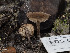  ( - FDS-CA-01392)  @11 [ ] by-nc (2024) Stu Pickell Fungal Diversity Survey
