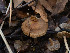  ( - FDS-CA-01394)  @11 [ ] by-nc (2024) Stu Pickell Fungal Diversity Survey