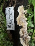  ( - FDS-CA-01944)  @11 [ ] by-nc (2024) Aaron Tupac Fungal Diversity Survey