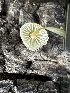  ( - FDS-CA-01875)  @11 [ ] by-nc (2024) Aaron Tupac Fungal Diversity Survey