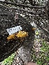  ( - FDS-CA-01915)  @11 [ ] by-nc (2024) Aaron Tupac Fungal Diversity Survey