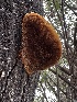  ( - FDS-CA-01915)  @11 [ ] by-nc (2024) Aaron Tupac Fungal Diversity Survey