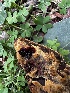  ( - FDS-CA-01915)  @11 [ ] by-nc (2024) Aaron Tupac Fungal Diversity Survey