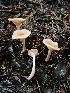  ( - FDS-CA-02128)  @11 [ ] by (2024) Mandy Hackney Fungal Diversity Survey