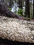  ( - FDS-CA-02198)  @11 [ ] by (2024) Mandy Hackney Fungal Diversity Survey