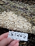  ( - FDS-CA-02198)  @11 [ ] by (2024) Mandy Hackney Fungal Diversity Survey