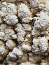  ( - FDS-CA-02198)  @11 [ ] by (2024) Mandy Hackney Fungal Diversity Survey