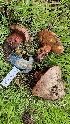  ( - FDS-CA-00436)  @11 [ ] by-nc (2024) Thea Chesney Fungal Diversity Survey