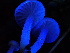  (Marasmius - FDS-CA-02310)  @11 [ ] by-nc (2024) Jaren Hockert Fungal Diversity Survey