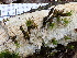 ( - FDS-CA-02398)  @11 [ ] by-nc (2024) Jaren Hockert Fungal Diversity Survey
