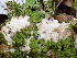  ( - FDS-CA-02398)  @11 [ ] by-nc (2024) Jaren Hockert Fungal Diversity Survey