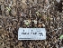  ( - FDS-CA-01411)  @11 [ ] by-nc (2024) Stu Pickell Fungal Diversity Survey