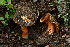  (Calonarius sp CA-01 - FDS-CA-00355)  @11 [ ] by-nc (2024) Christian Schwarz Fungal Diversity Survey