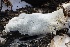  ( - FDS-CA-00784)  @11 [ ] by-nc (2024) Taye Bright Fungal Diversity Survey
