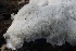  (Ceriporiopsis subvermispora - FDS-CA-00784)  @11 [ ] by-nc (2024) Taye Bright Fungal Diversity Survey