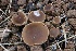  ( - FDS-CA-00773)  @11 [ ] by-nc (2024) Taye Bright Fungal Diversity Survey