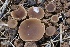  (Peziza sp. CA05 - FDS-CA-00773)  @11 [ ] by-nc (2024) Taye Bright Fungal Diversity Survey